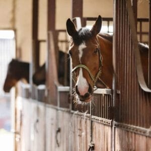 atlarda-cevre-sartlari