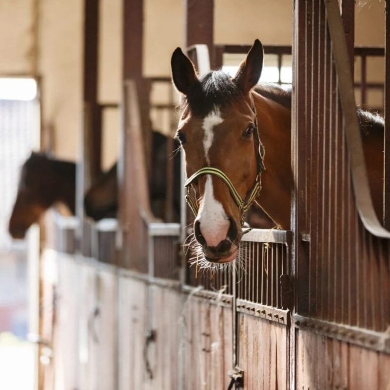 atlarda-cevre-sartlari