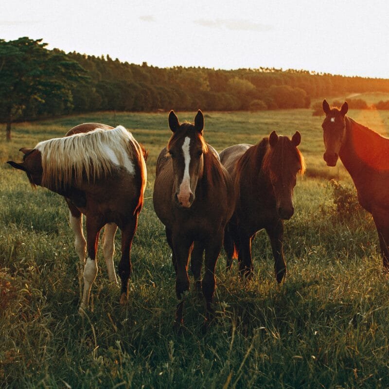 atların-genel-ozellikleri