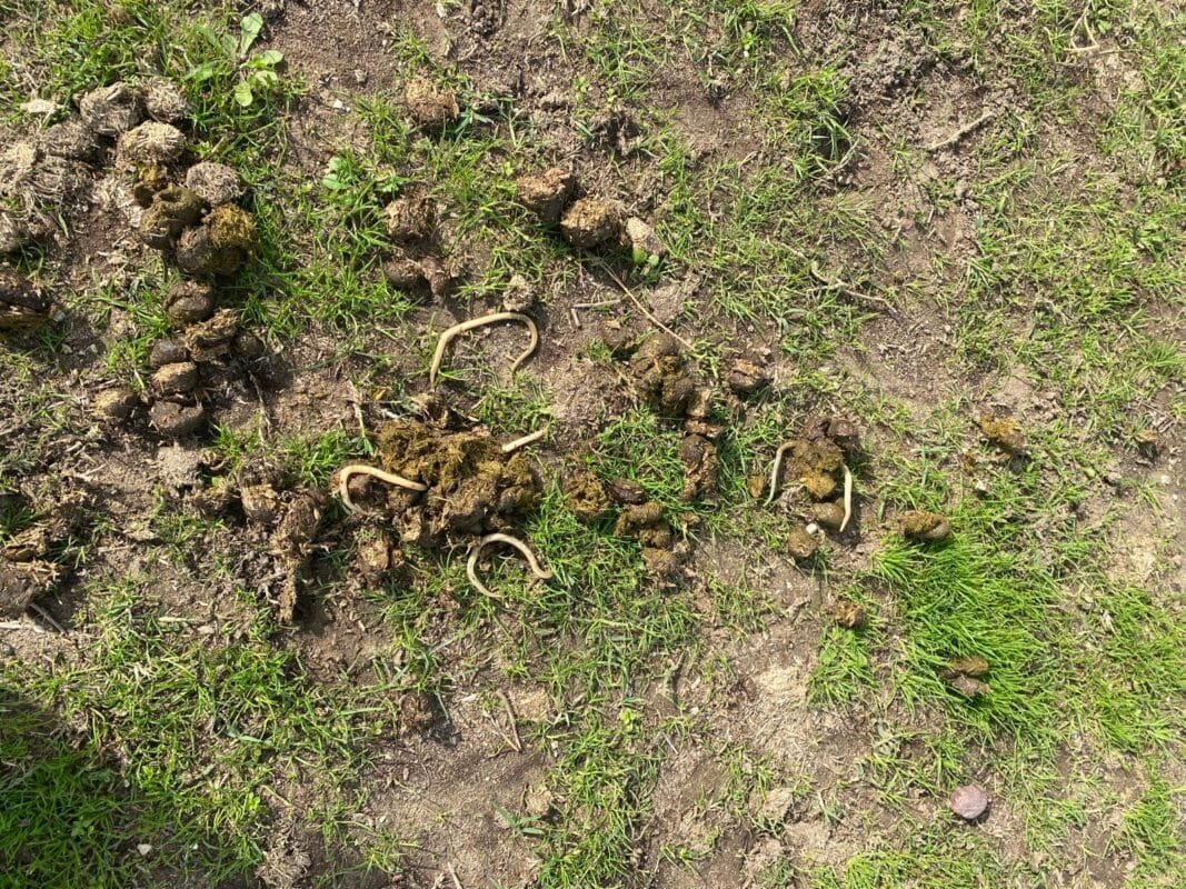 At-gübresindeki-parazit